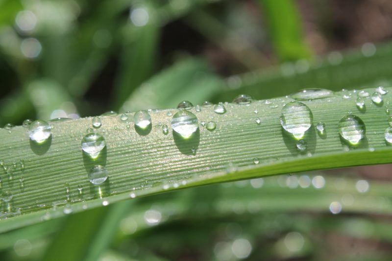 梅雨 菜種 菜種梅雨の時期とは？春の長雨の特徴や例文・意味・由来も紹介！