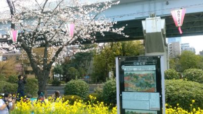 隅田公園　お花見