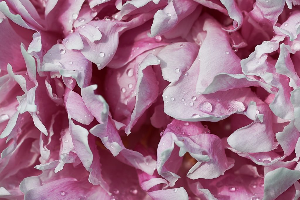 カーネーションの花びらが白くなるのはなぜ 病気 対策は